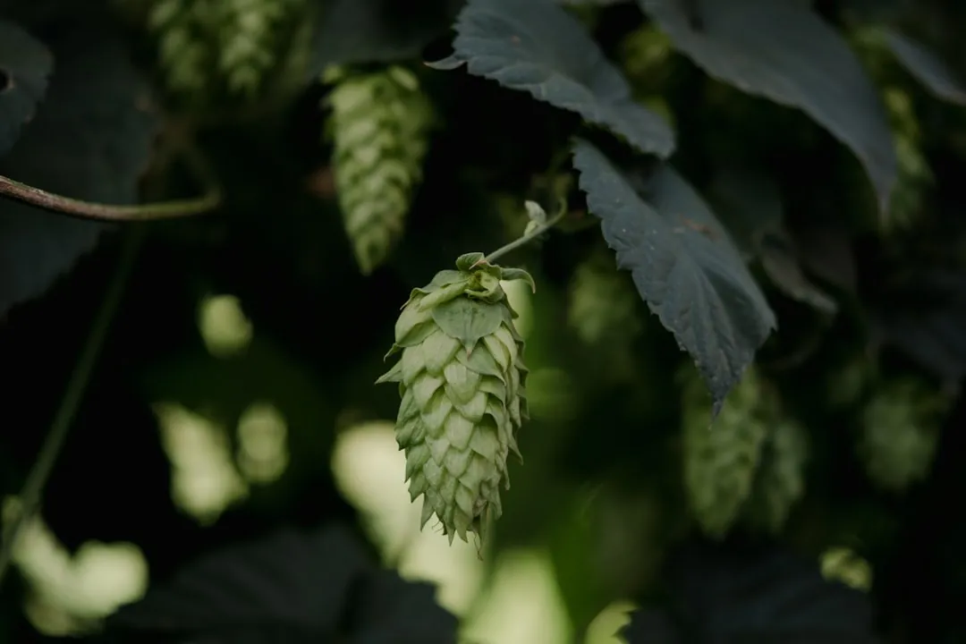 Dried hop cones — Food flavoring