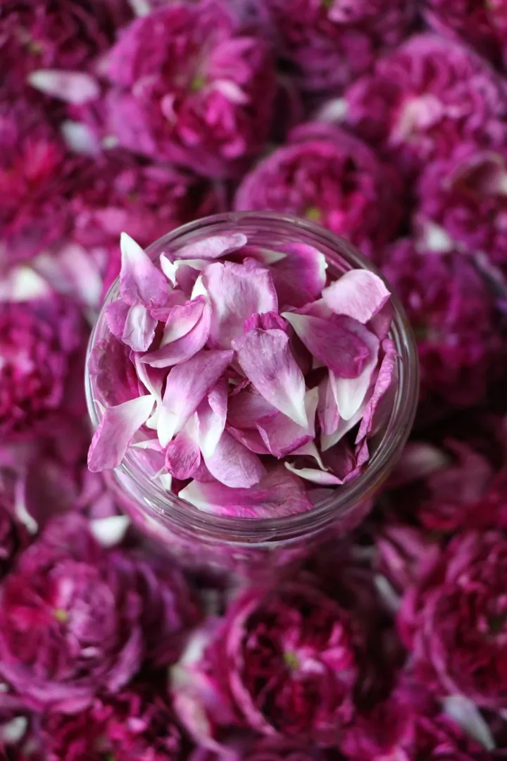 Damascena rose petals — Perfumery